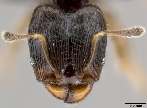 Pheidole fuscula specimen CASENT0219474 image casent0219474_2