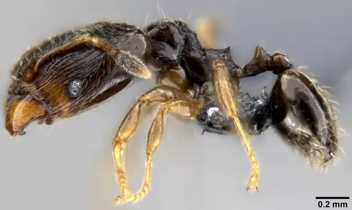 Pheidole fuscula specimen CASENT0219474 image casent0219474_3