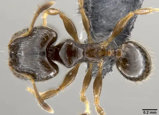 Pheidole fuscula specimen CASENT0219476 image casent0219476_1