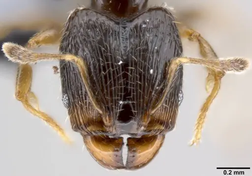 Pheidole fuscula specimen CASENT0219476 image casent0219476_2