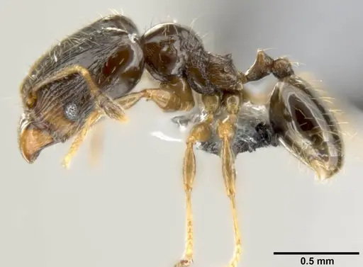 Pheidole fuscula specimen CASENT0219476 image casent0219476_3