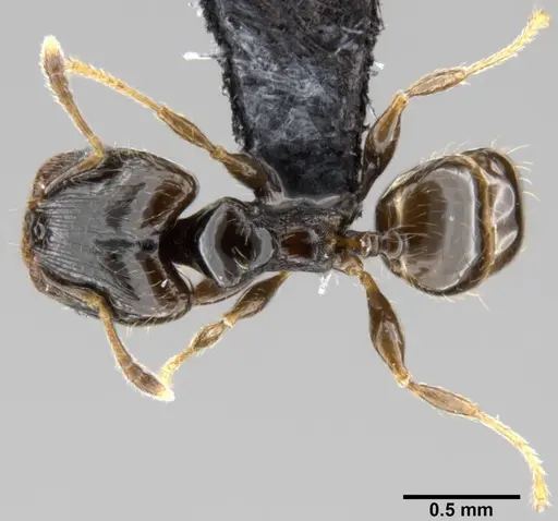 Pheidole fuscula specimen CASENT0219492 image casent0219492_1