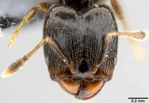 Pheidole fuscula specimen CASENT0219492 image casent0219492_2