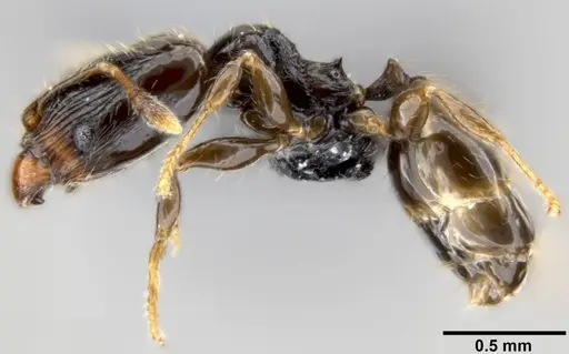 Pheidole fuscula specimen CASENT0219492 image casent0219492_3