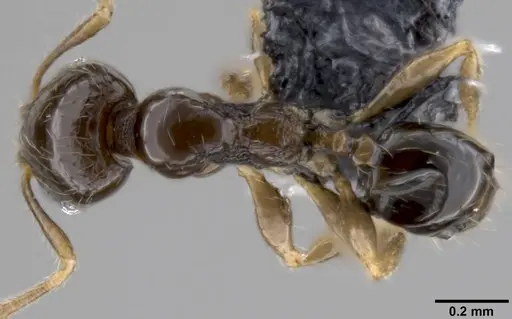 Pheidole fuscula specimen CASENT0282525 image casent0282525_1