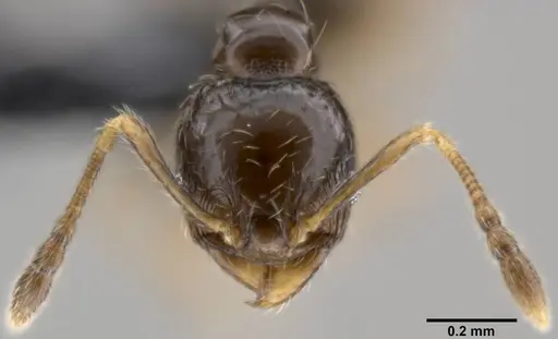 Pheidole fuscula specimen CASENT0282525 image casent0282525_2