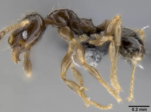 Pheidole fuscula specimen CASENT0282525 image casent0282525_3