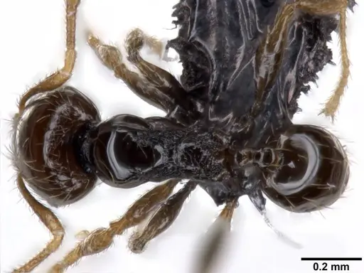 Pheidole fuscula specimen CASENT0282560 image casent0282560_1