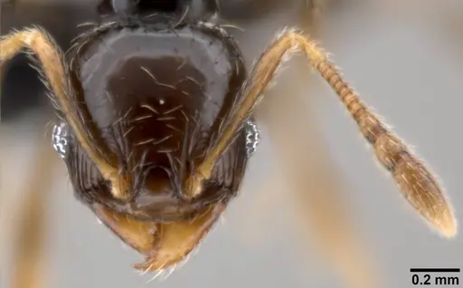 Pheidole fuscula specimen CASENT0282560 image casent0282560_2