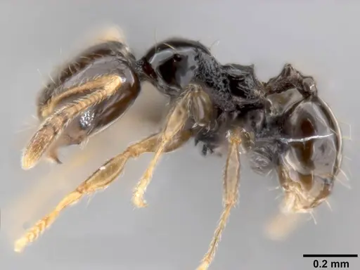 Pheidole fuscula specimen CASENT0282560 image casent0282560_3
