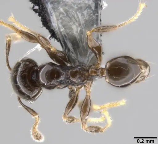 Pheidole fuscula specimen CASENT0282561 image casent0282561_1