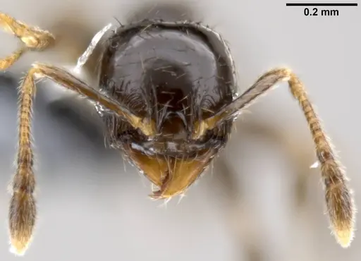 Pheidole fuscula specimen CASENT0282561 image casent0282561_2