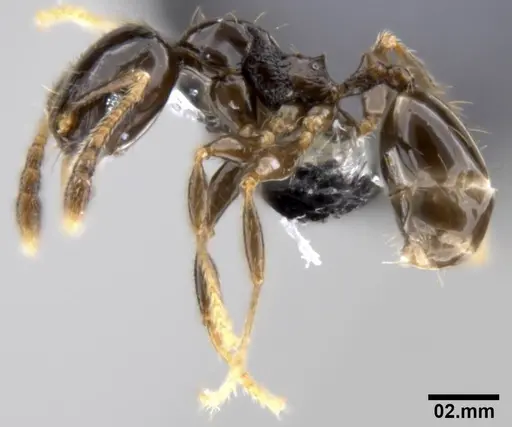 Pheidole fuscula specimen CASENT0282561 image casent0282561_3