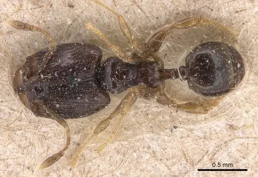 Pheidole fuscula specimen CASENT0904295 image casent0904295_1