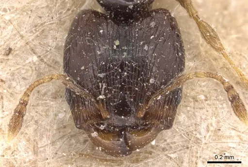 Pheidole fuscula specimen CASENT0904295 image casent0904295_2