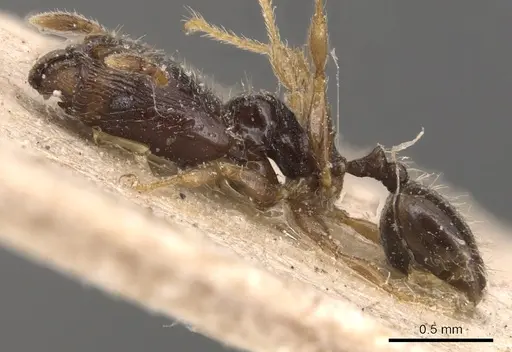 Pheidole fuscula specimen CASENT0904295 image casent0904295_3