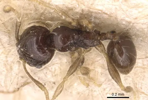 Pheidole fuscula specimen CASENT0904296 image casent0904296_1