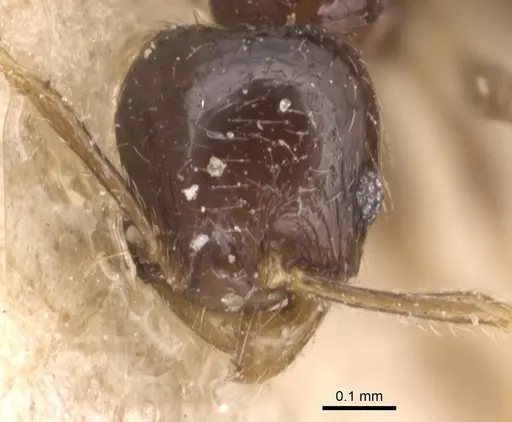 Pheidole fuscula specimen CASENT0904296 image casent0904296_2