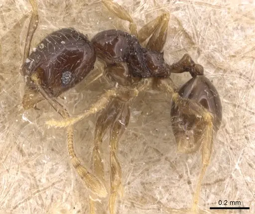 Pheidole fuscula specimen CASENT0904296 image casent0904296_3