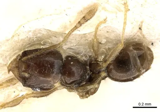 Pheidole fuscula specimen CASENT0906637 image casent0906637_1