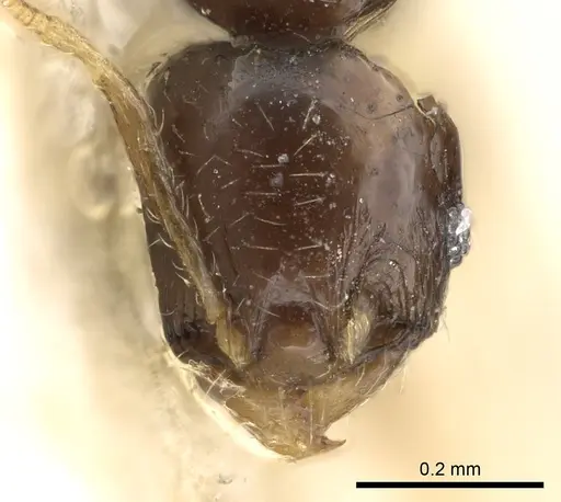 Pheidole fuscula specimen CASENT0906637 image casent0906637_2
