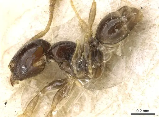 Pheidole fuscula specimen CASENT0906637 image casent0906637_3