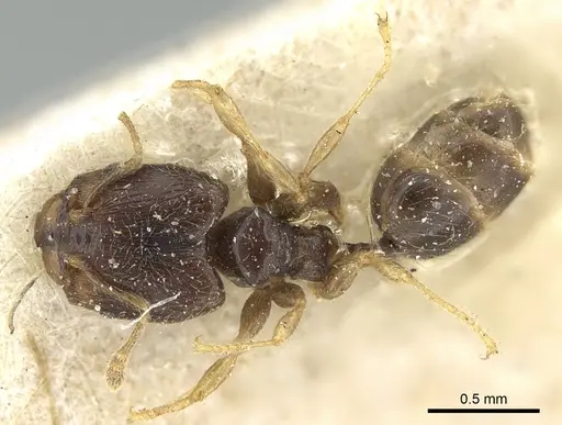 Pheidole fuscula specimen CASENT0906638 image casent0906638_1