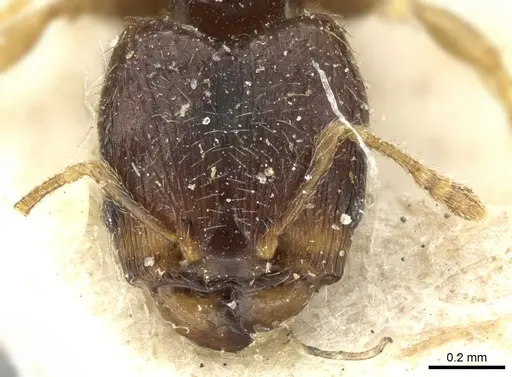 Pheidole fuscula specimen CASENT0906638 image casent0906638_2