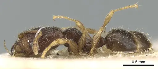 Pheidole fuscula specimen CASENT0906638 image casent0906638_3