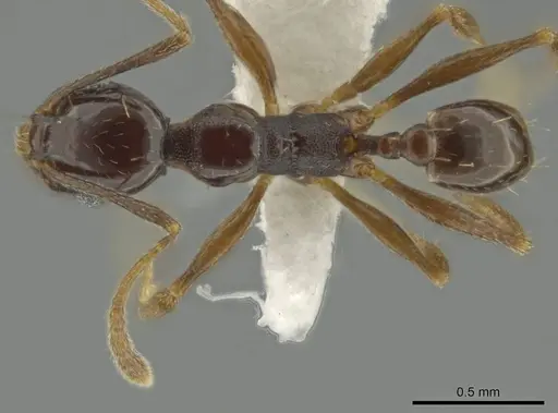 Pheidole gagates specimen CASENT0644204 image casent0644204_1