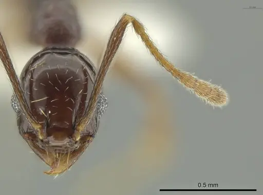 Pheidole gagates specimen CASENT0644204 image casent0644204_2