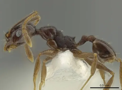 Pheidole gagates specimen CASENT0644204 image casent0644204_3