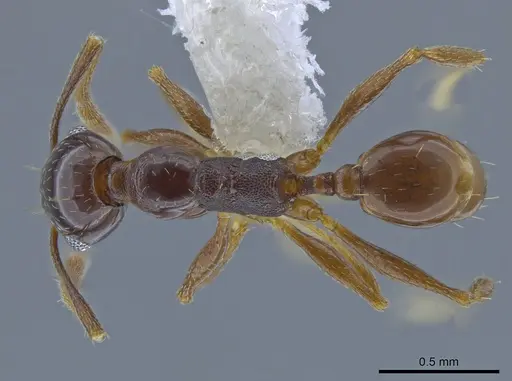 Pheidole gagates specimen CASENT0650584 image casent0650584_1