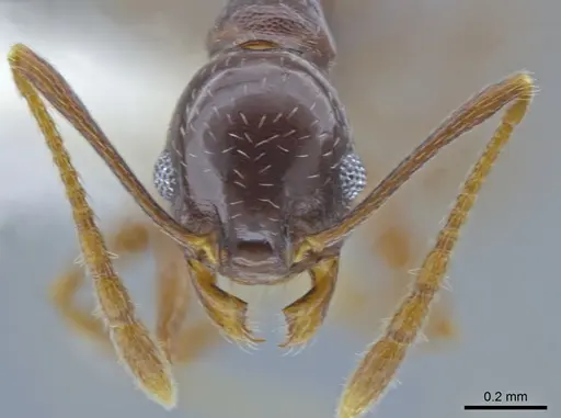 Pheidole gagates specimen CASENT0650584 image casent0650584_2