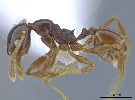 Pheidole gagates specimen CASENT0650584 image casent0650584_3