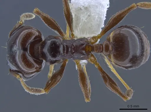 Pheidole gagates specimen CASENT0650585 image casent0650585_1