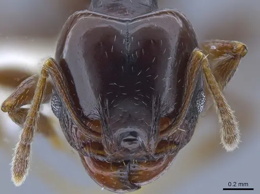Pheidole gagates specimen CASENT0650585 image casent0650585_2