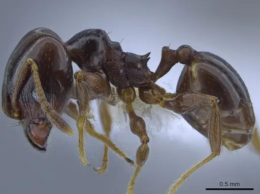 Pheidole gagates specimen CASENT0650585 image casent0650585_3