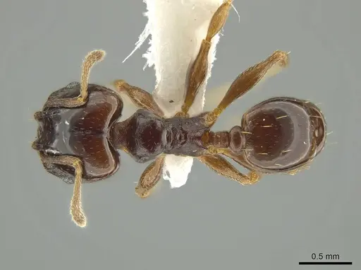 Pheidole gagates specimen JTLC000016381 image jtlc000016381_1