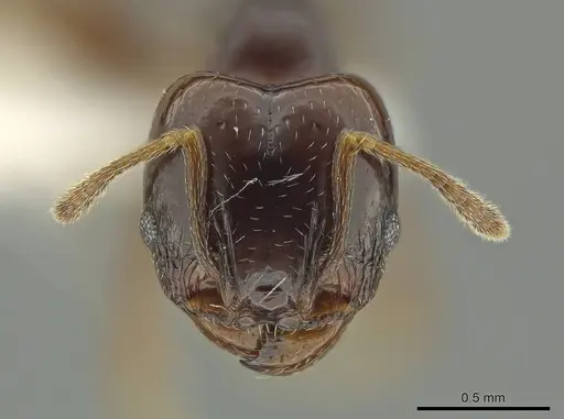 Pheidole gagates specimen JTLC000016381 image jtlc000016381_2