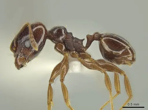 Pheidole gagates specimen JTLC000016381 image jtlc000016381_3