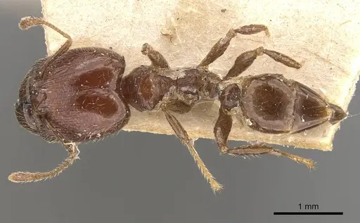 Pheidole gaigei specimen CASENT0908220 image casent0908220_1