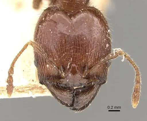Pheidole gaigei specimen CASENT0908220 image casent0908220_2