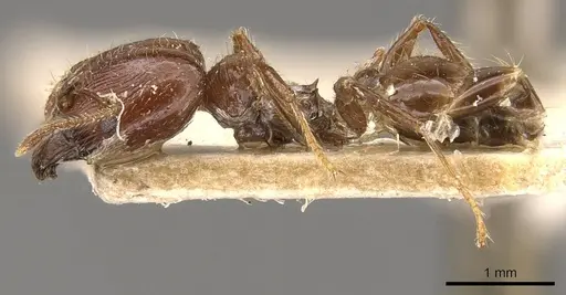 Pheidole gaigei specimen CASENT0908220 image casent0908220_3
