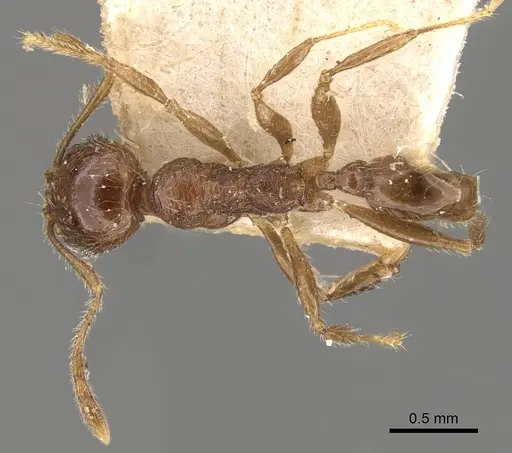 Pheidole gaigei specimen CASENT0908221 image casent0908221_1