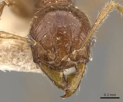 Pheidole gaigei specimen CASENT0908221 image casent0908221_2