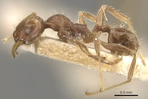 Pheidole gaigei specimen CASENT0908221 image casent0908221_3