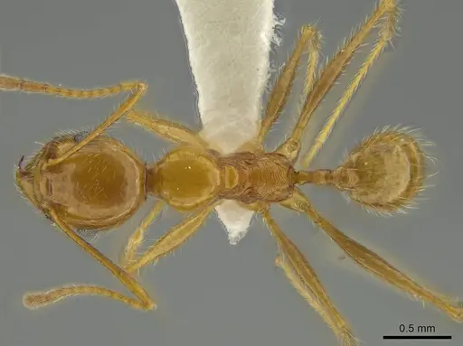 Pheidole galba specimen CASENT0644205 image casent0644205_1