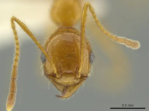 Pheidole galba specimen CASENT0644205 image casent0644205_2