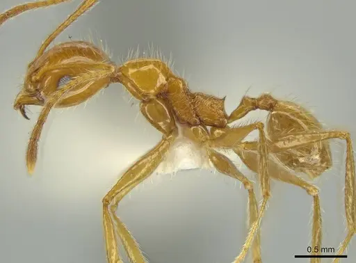 Pheidole galba specimen CASENT0644205 image casent0644205_3
